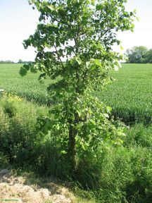 Greenwich Meridian Marker; England; Lincolnshire; Frampton Marsh